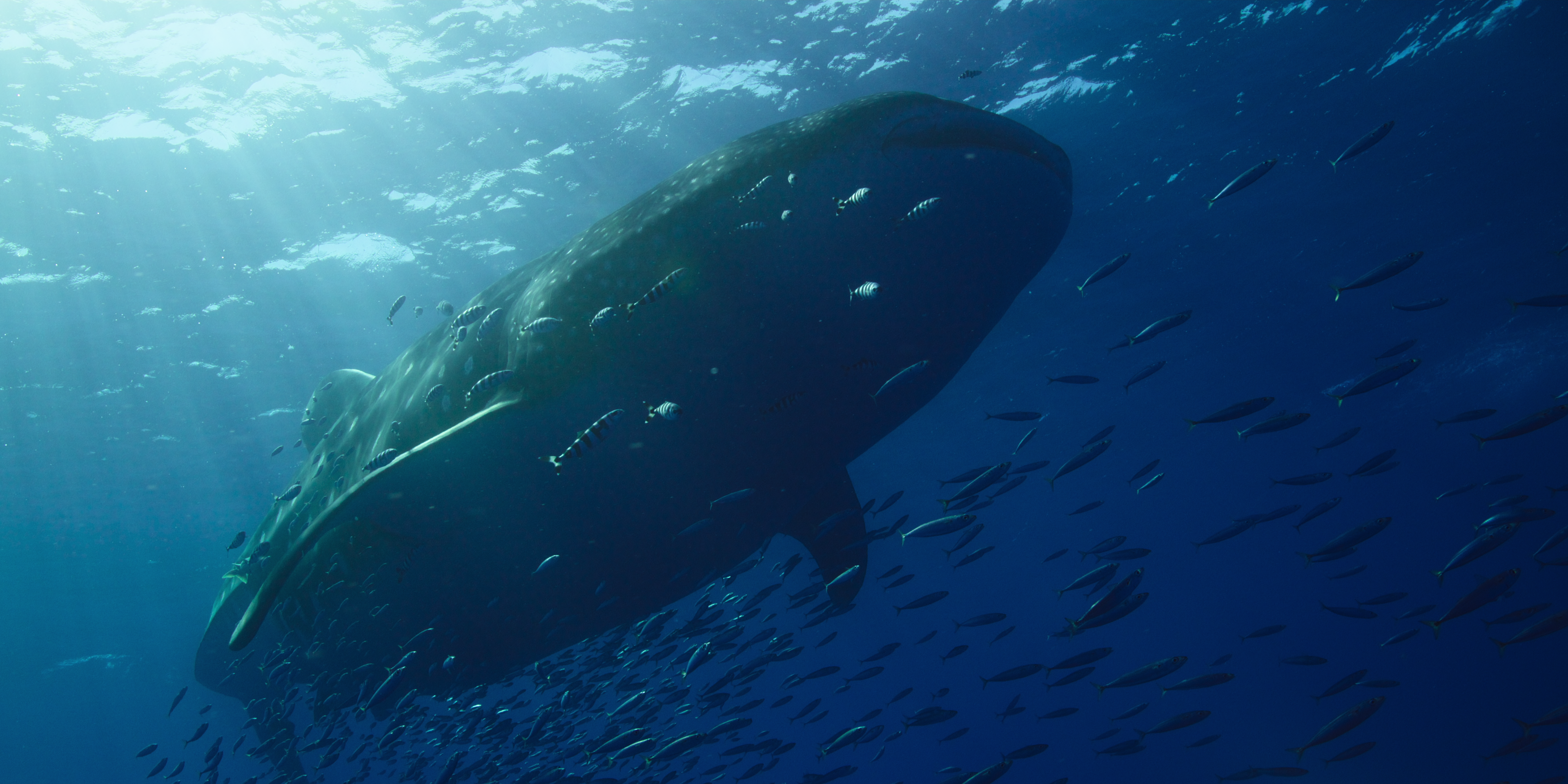 Imagens de Nossos Oceanos, na Netflix.