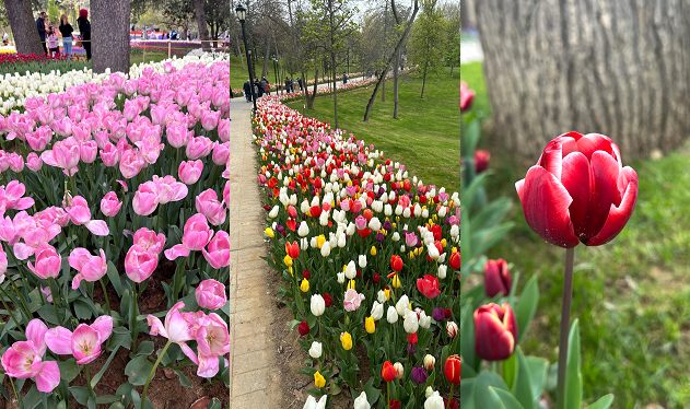 Foto de tulipas no Festival de Istambul.