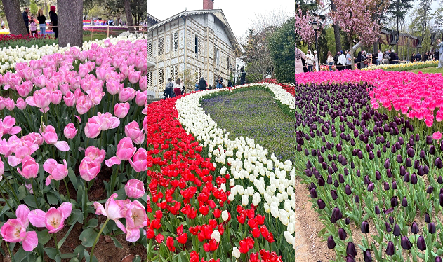 Flores no Festival de Tulipas.