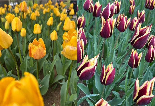 Fotos de duas variedades de tulipas no festival.