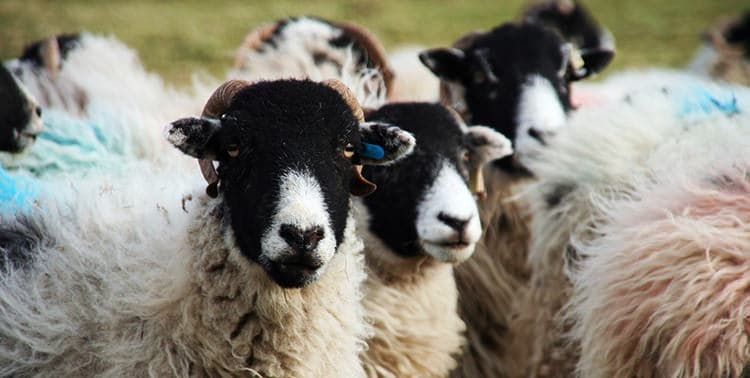 Foto de animais no Eid al-Adha.