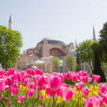 Foto das tulipas com a mesquita ao fundo.