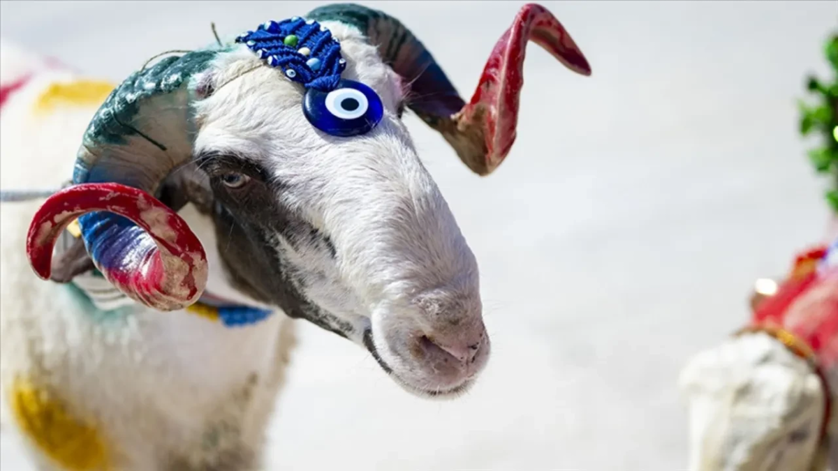 Foto de um animal enfeitado no Eid al-Adha.