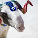 Foto de um animal enfeitado no Eid al-Adha.