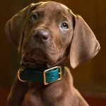 Streaming divulga primeira imagem de Scooby-Doo em série live-action inédita